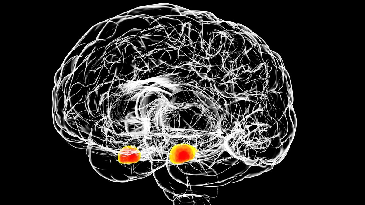 An illustration of the brain showing the amygdala in red. The structure is located deep in the brain.