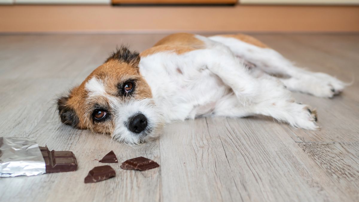 Small terrier dog lying on floor next to bar of chocolate