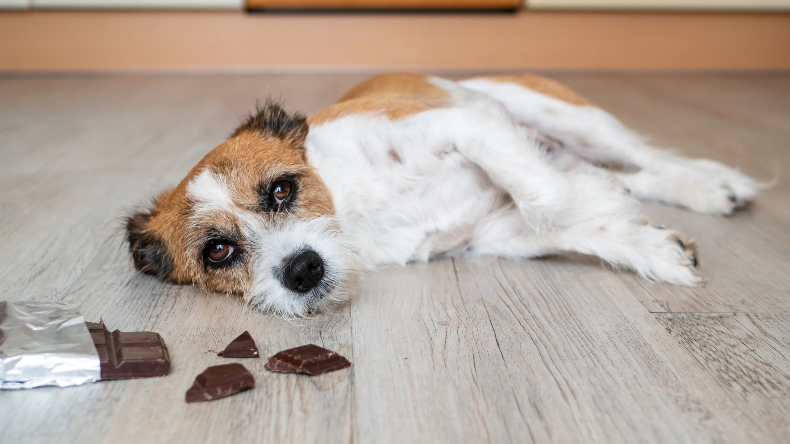 Chocolate poisoning in dogs – vet advice to help you now | PetsRadar