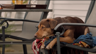 Best Dog Movies: A Dog's Way Home