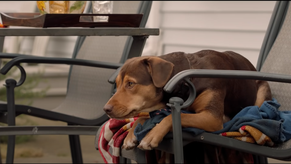 Best Dog Movies: A Dog&#039;s Way Home