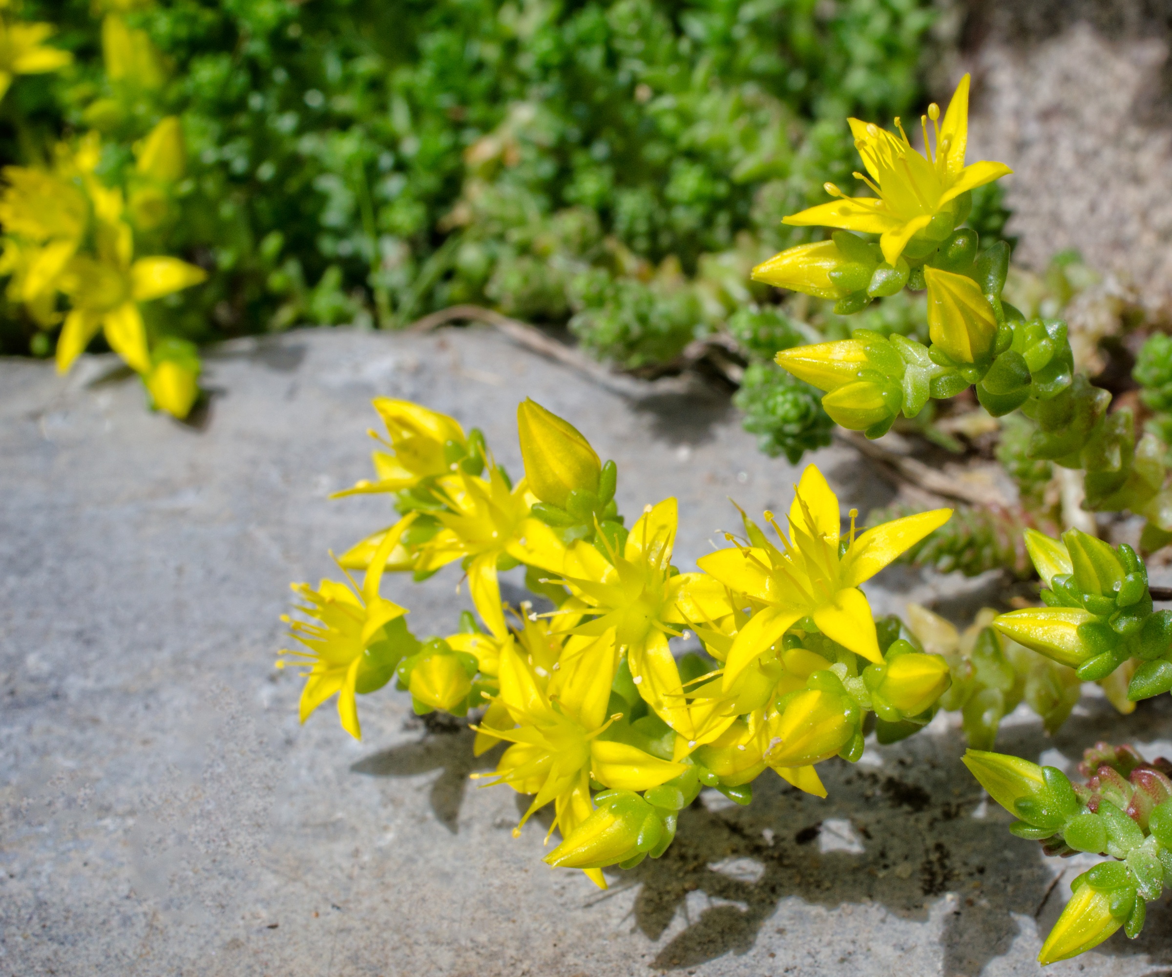 Goldmoss stonecrop