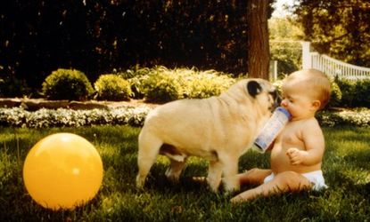 Dogs that spend more time outdoors bring more dirt into their homes, which, according to a new study, may help strengthen an infant's budding immune system.