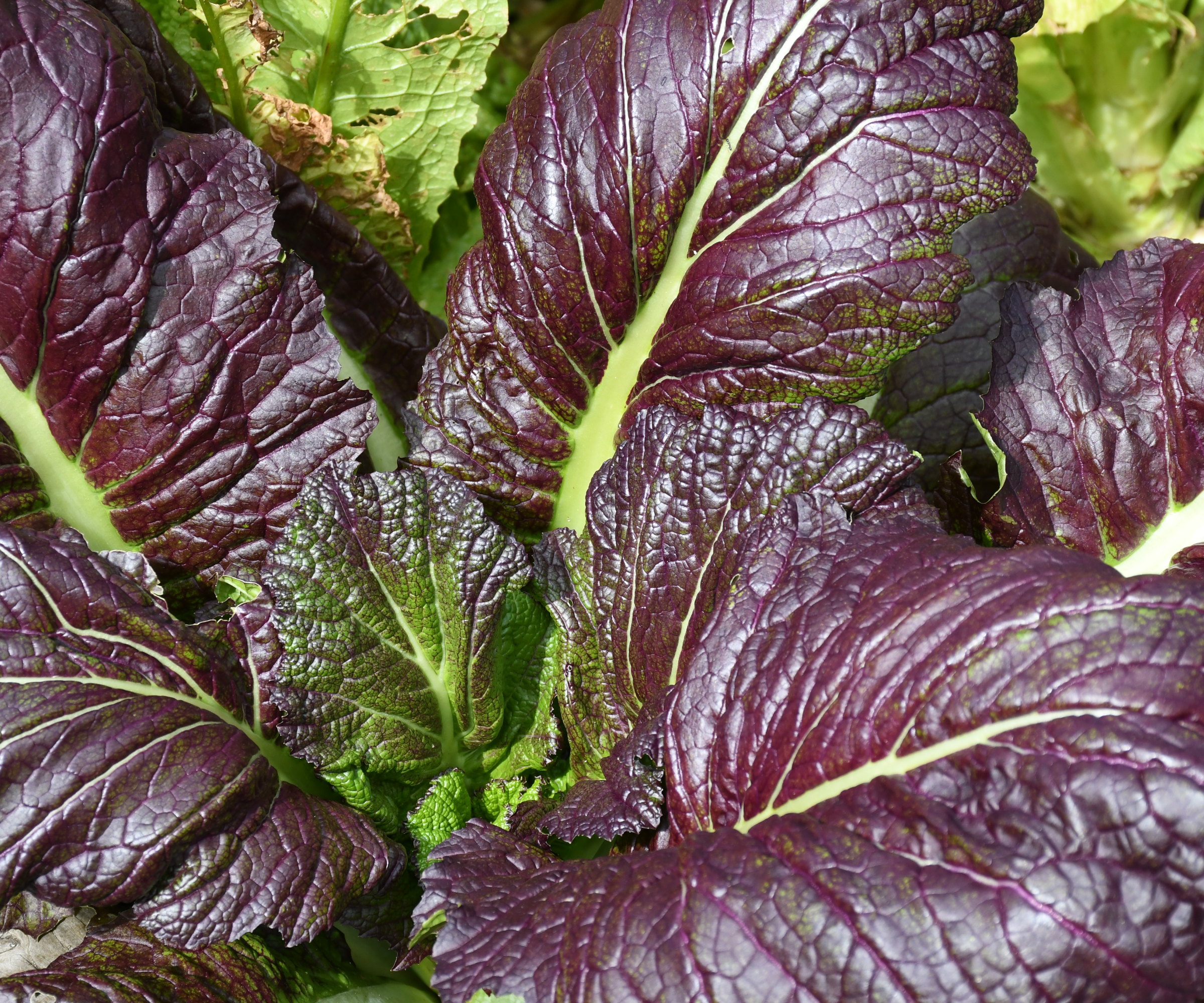 The red leaves of the giant red Japanese mustard