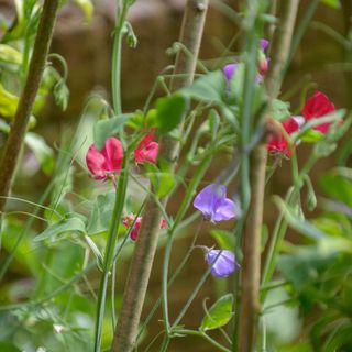 Pink and purple sweet peas flowering in garden