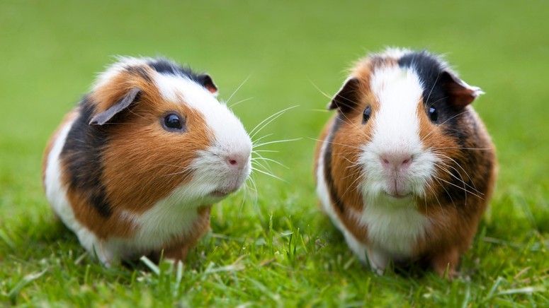 Do guinea pigs sleep? Five tips from a vet for keeping your guinea pig