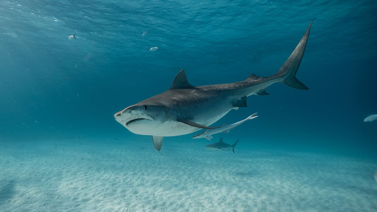 A tiger shark swims in a promo image for Discovery&#039;s Shark Week