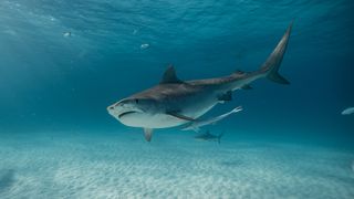 A tiger shark swims in a promo image for Discovery's Shark Week