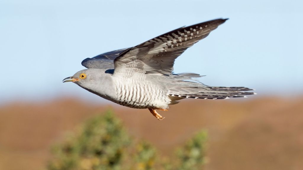 Cuckoo bird has crossed the Sahara 10 times in 5 years