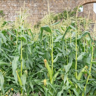 Sweet corn growing in walled garden