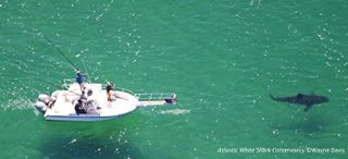 A great white shark nicknamed "Ping" is spotted off Nauset Beach, Massachusetts, on June 28, 2014. Researchers surveyed sharks by using an airplane to spot their silhouettes and then sending a boat to take video of individual animals.