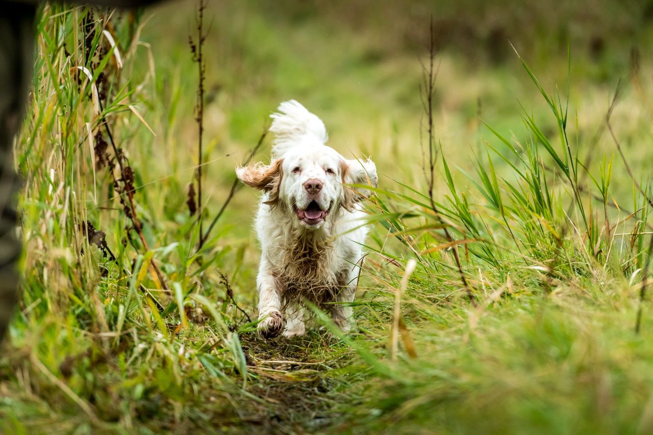 The breed profile and characteristics of the Clumber spaniel: one of a selection of pictures taken of Clumbers belonging to John and Jane Bodden-Smith. John is a committee member of the Working Clumber Spaniel Society