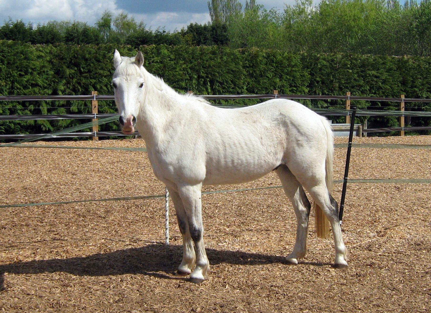 redwingshorsesanctuary_44524773736.jpg