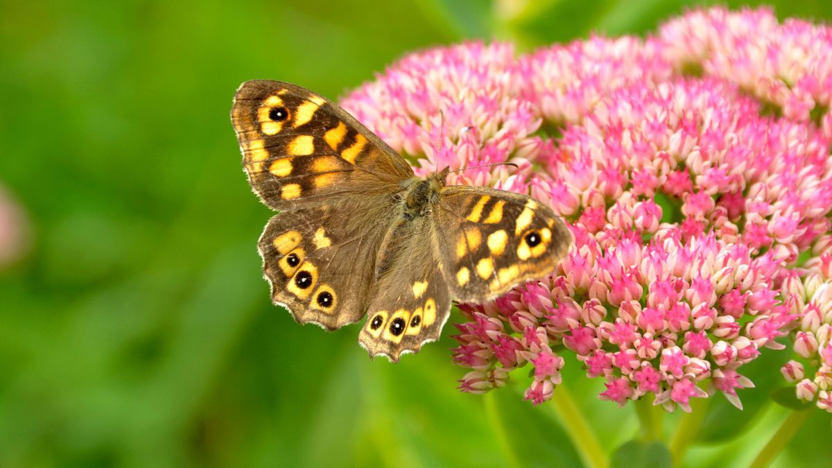Best plants for butterflies 16 nectarrich flower and shrubs to grow