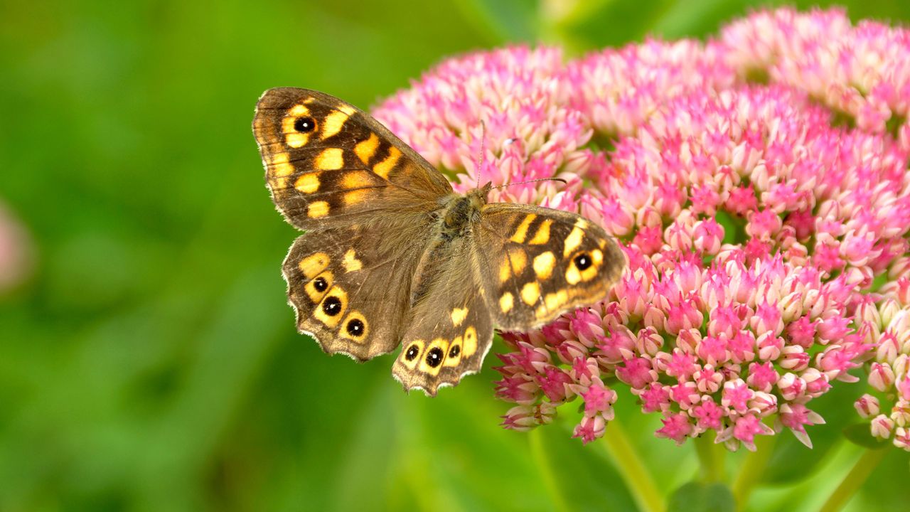 butterfly landing on pink flowers of Hylotelephium spectabile AGM