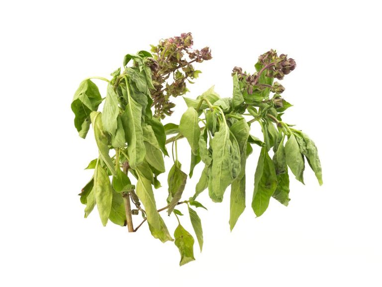 Basil Plant Droop - Reasons A Basil Plant Keeps Falling Over ...