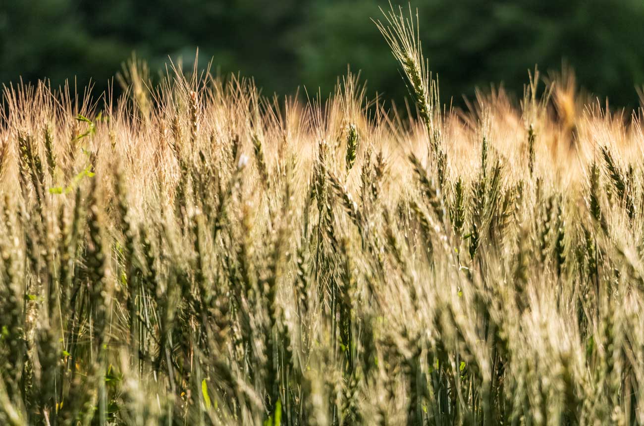 Wheat field