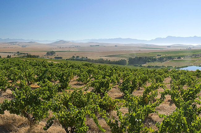 Chenin-Blanc---Homepage