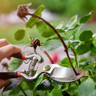 pruning rose bushes with secateurs