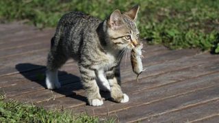 cat carrying a mouse