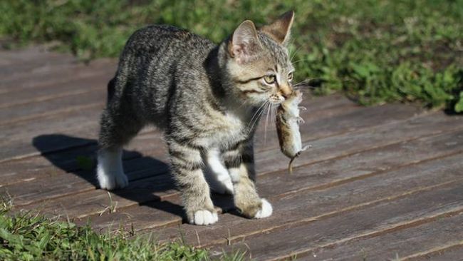 Why Do Cats Play With Their Prey Cat Hunting Behavior Explained