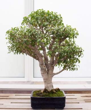 Ficus Benjamina 'Natasja' bonsai at Como Conservatory in St. Paul, Minnesota, USA
