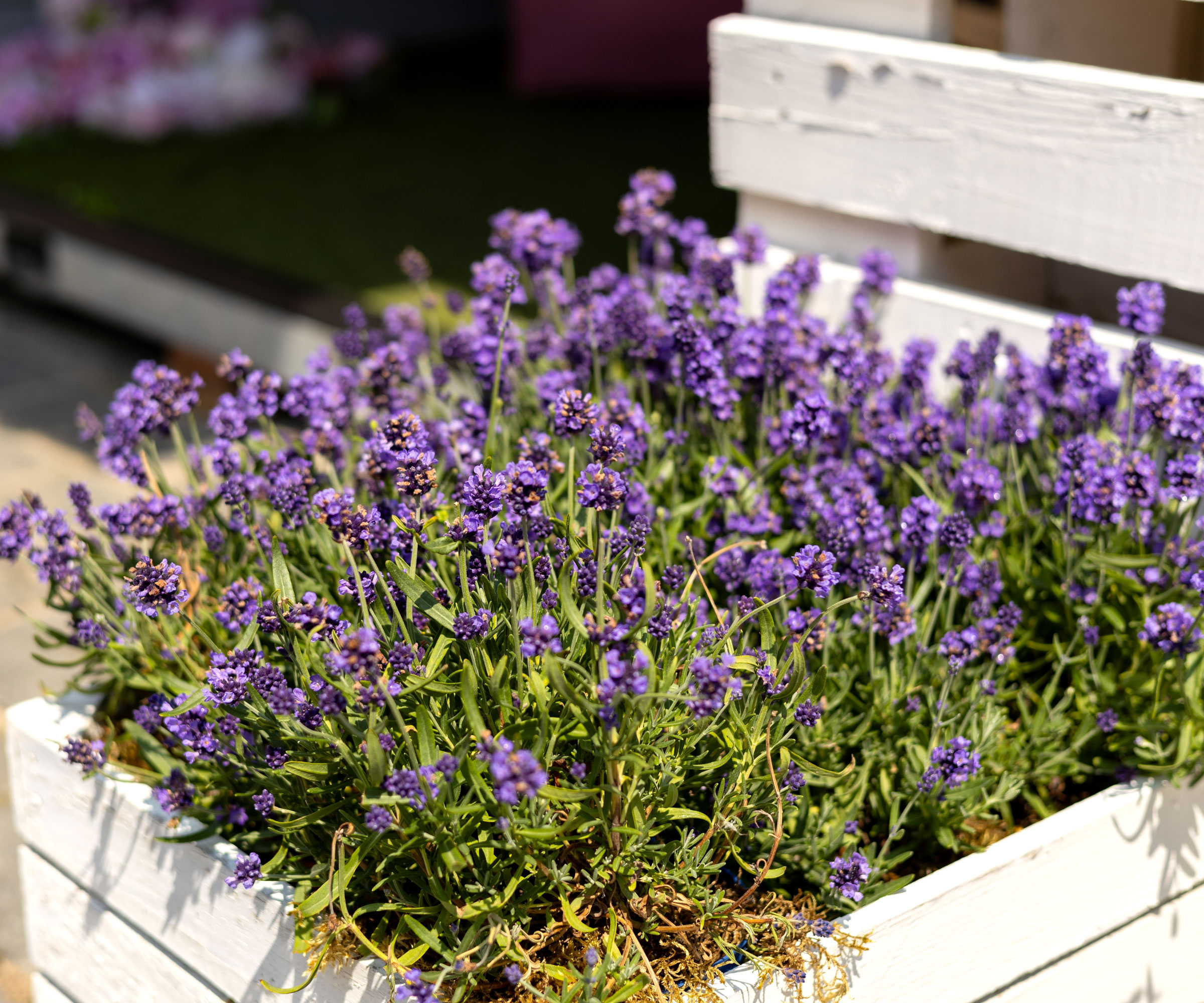 purple lavender plant in white wooden container