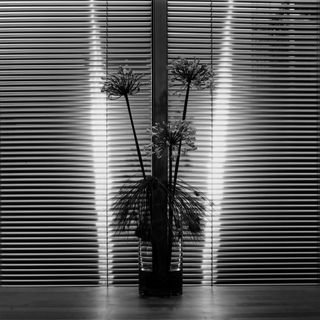 Black and white photo of flowers in vase with blinds on windows behind