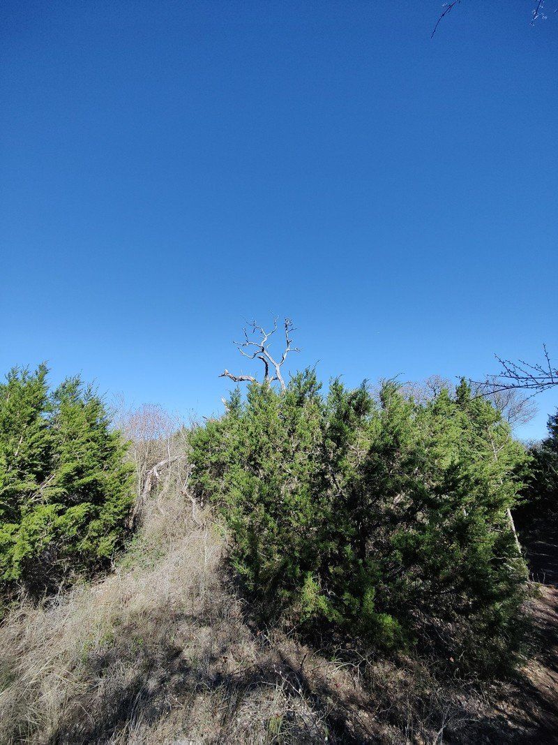 Op9 Wide Tree