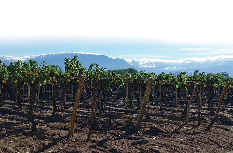 Torrontes vines in Cafayate