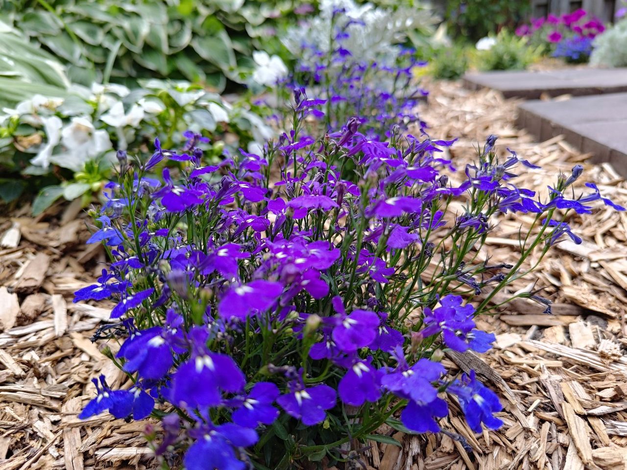 Asus Zenfone 10 camera samples