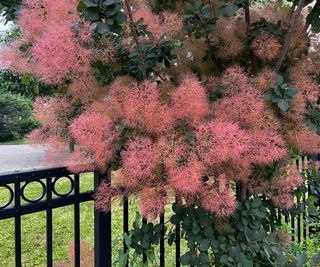 Pinkish tufts on tree