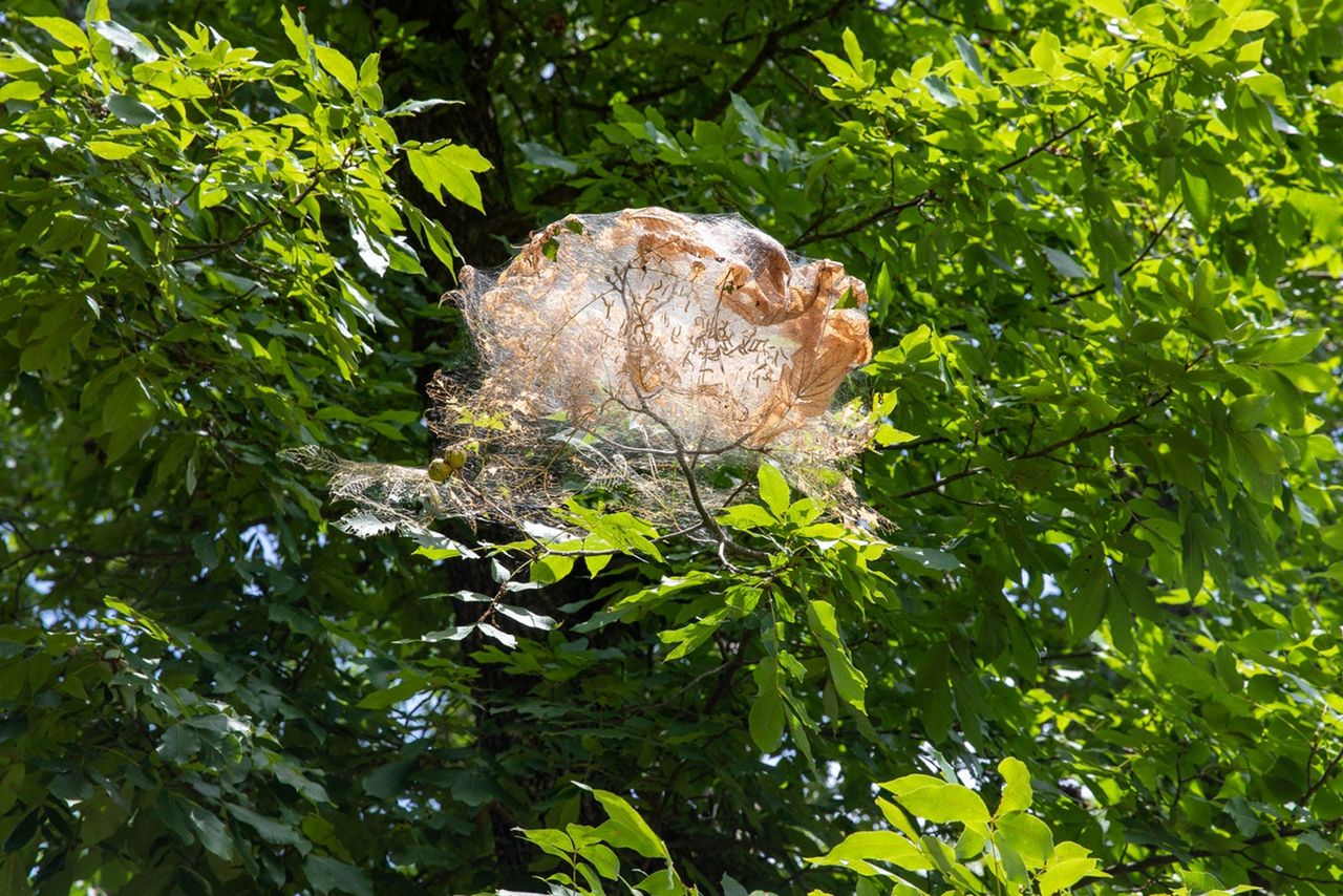 Webworms In A Tree