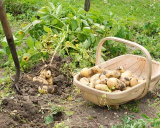 harvesting potatoes in trug