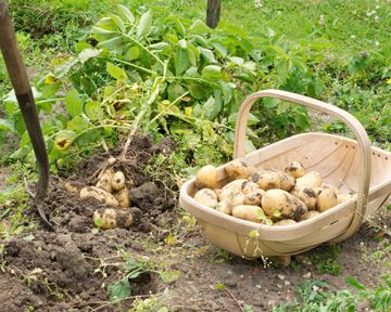 When To Harvest Potatoes And How To Do It Properly | Gardeningetc