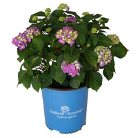 BloomStruck Endless Summer Hydrangea: $36.99 @Amazon