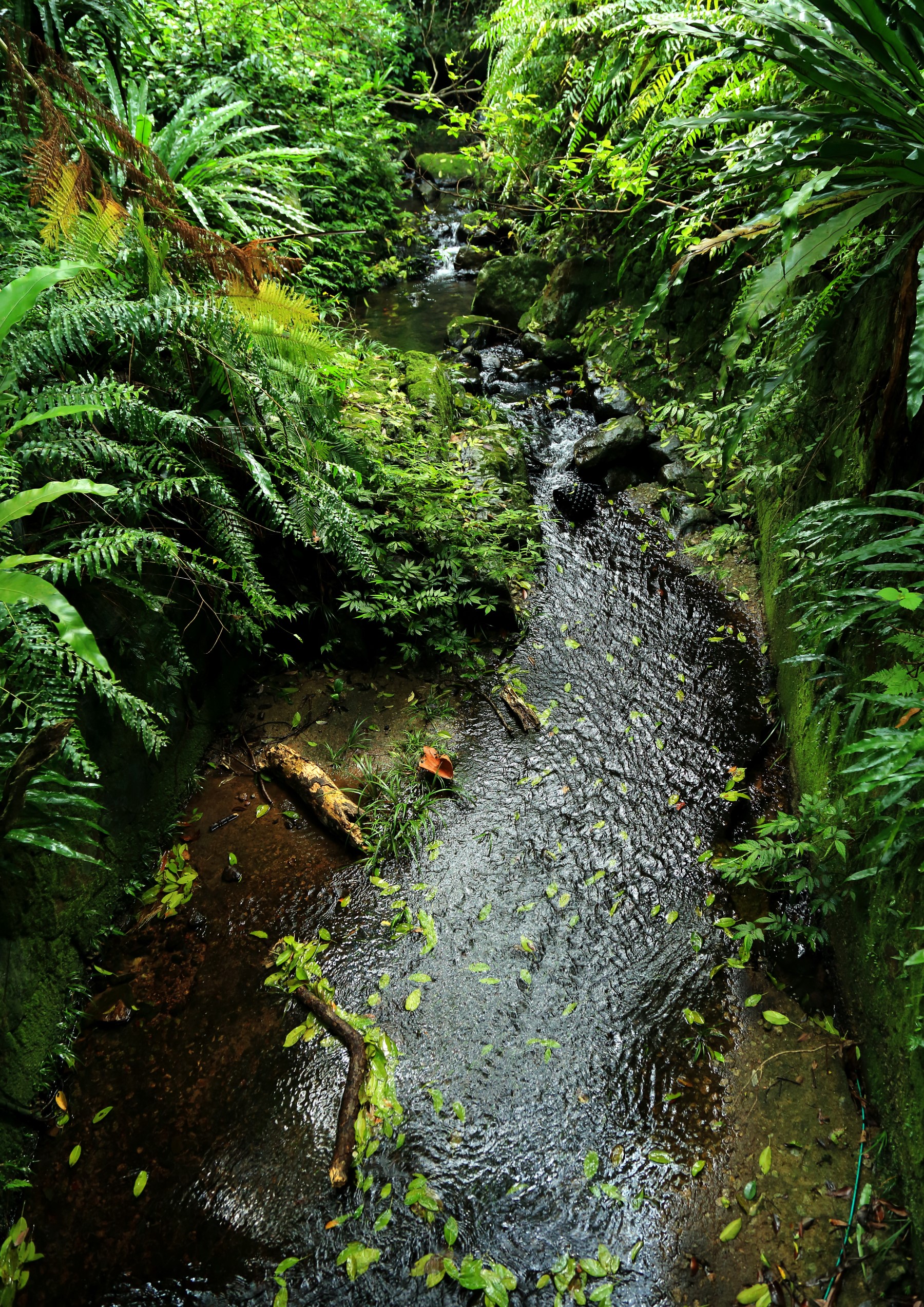 A tropical stream in verdant tones, captured from above.