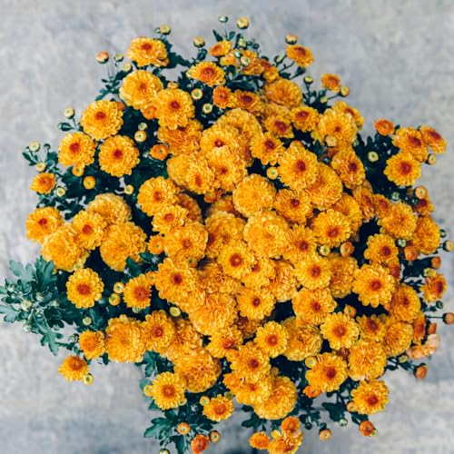 Chrysanthemum Plants Live Tree Well Rooted, 4 to 6 Inches Tall, Mums Plants Live, 2 Plants for the Patio and Garden (orange)