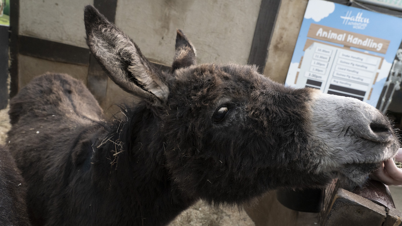 Bubble the 46 year old donkey