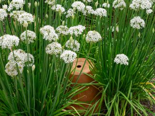 garlic chives growing and terracotta pot