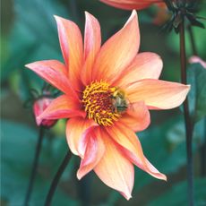 Closeup of bee on peach pink dahlia flower growing in garden