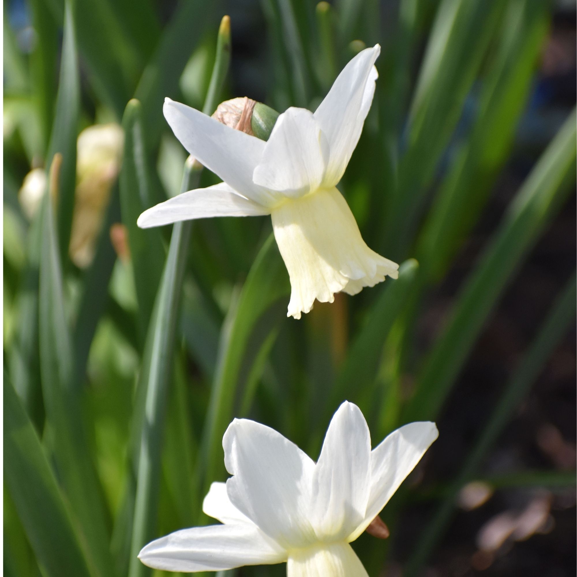 White daffodils growing in garden