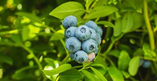 Blueberries growing in an allotment