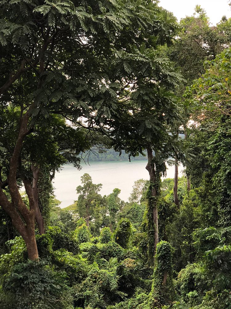 Through the trees in Subic Bay
