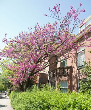 Judas tree or Cercis siliquastrum blooming in spring with pink flowers in front of a house