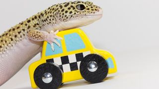 Lizard with toy car