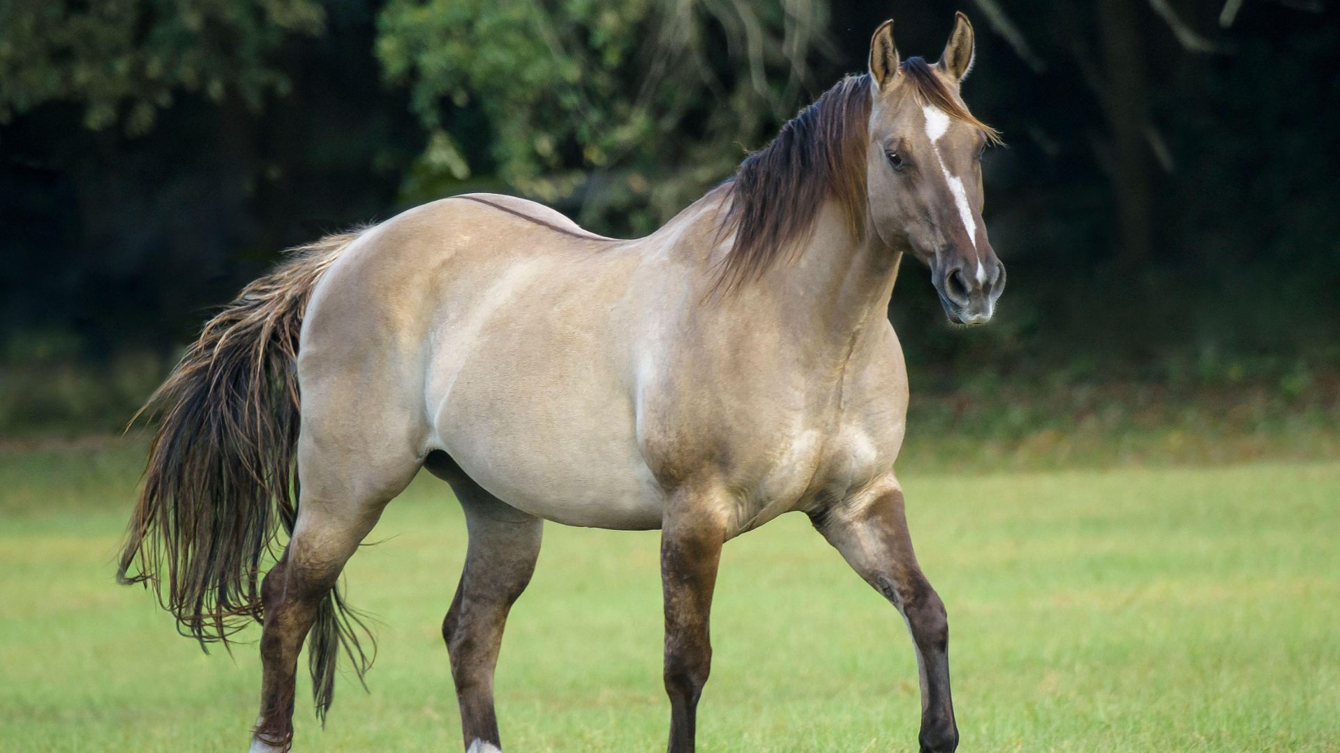 dun horse