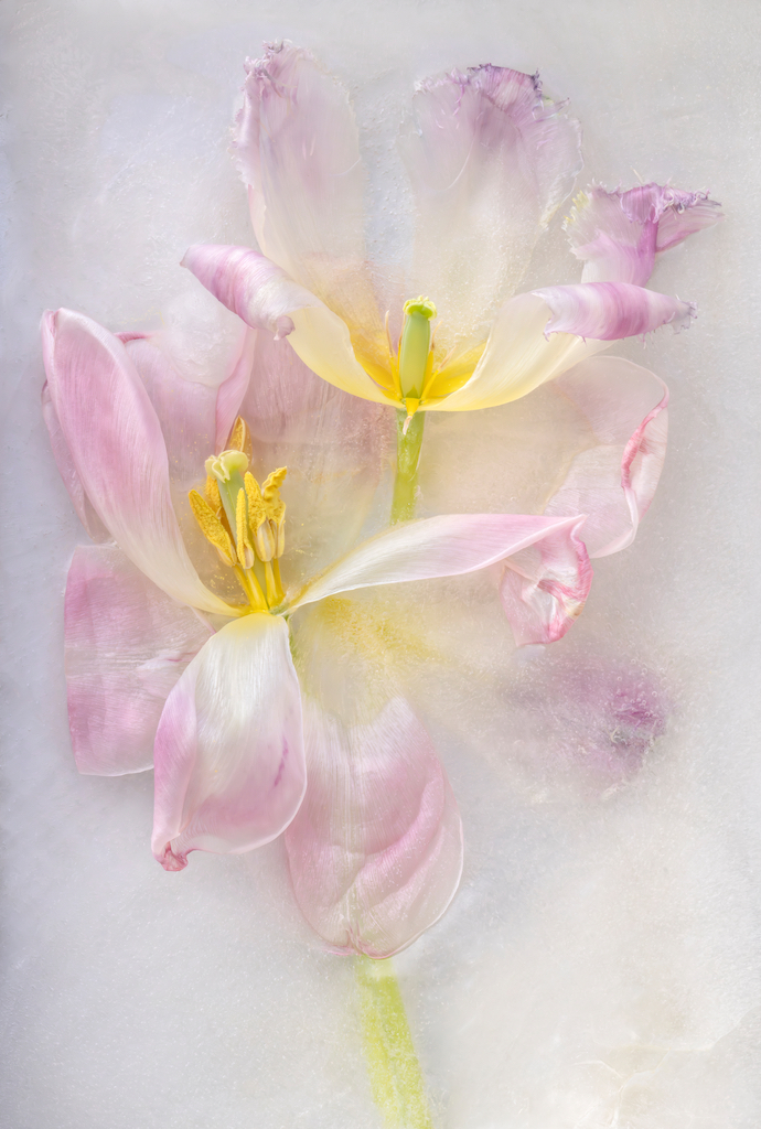 Two delicate pink tulips with translucent petals partially frozen in ice, creating a soft, ethereal aesthetic
