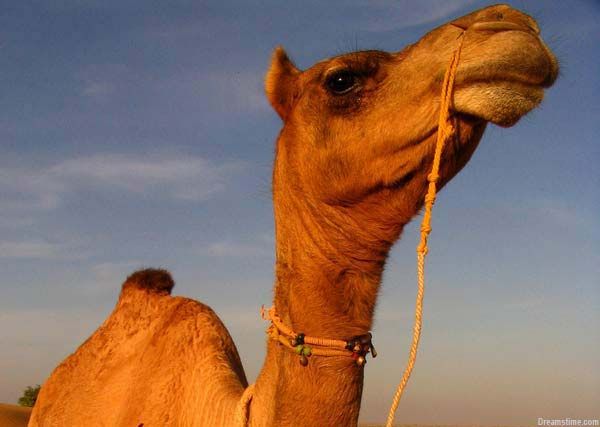Why Do Camels Have Humps Live Science