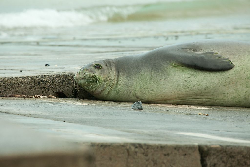 midway atoll images, papahanaumokuakea